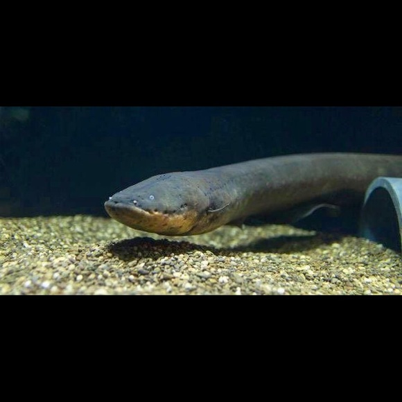 Meet your Posher, Owen - Picture 1 of 1